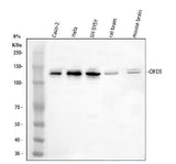 Anti-OFD1 Antibody Picoband® Boster Bio