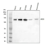 Anti-OFD1 Antibody Picoband® Boster Bio