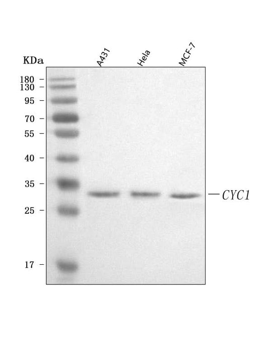 Anti-CYC1 Antibody Picoband® Boster Bio