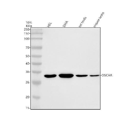 Anti-OSCAR Antibody Picoband® Boster Bio