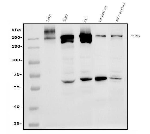 Anti-EPRS1/PARS Antibody Picoband® Boster Bio