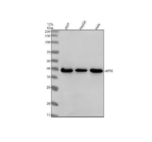 Anti-APTX Antibody Picoband® Boster Bio