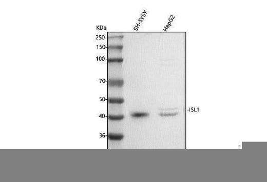 Anti-Islet 1/ISL1 Antibody Picoband® Boster Bio