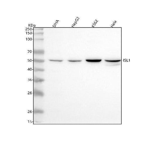 Anti-Islet 1/ISL1 Antibody Picoband® Boster Bio