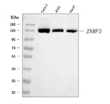 Anti-ZNRF3 Antibody Picoband® Boster Bio