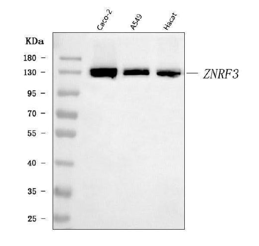 Anti-ZNRF3 Antibody Picoband® Boster Bio