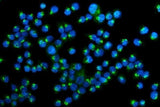 Anti-Golm1/GOLPH2 Antibody Picoband® Boster Bio