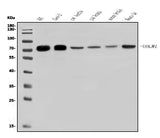 Anti-GOLPH2/GOLM1 Antibody Picoband® Boster Bio