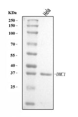 Anti-DMC1 Antibody Picoband® Boster Bio