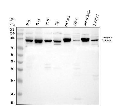 Anti-CUL2 Antibody Picoband® Boster Bio