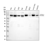 Anti-CUL2 Antibody Picoband® Boster Bio