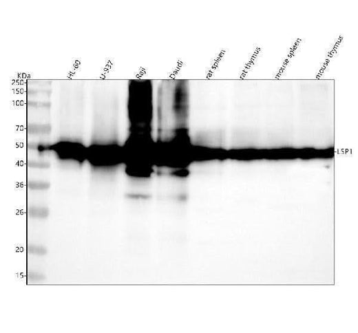 Anti-LSP1 Antibody Picoband® Boster Bio