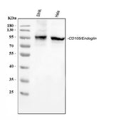 Anti-CD105/ENG Antibody Picoband® Boster Bio
