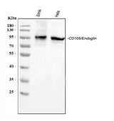 Anti-CD105/ENG Antibody Picoband® Boster Bio