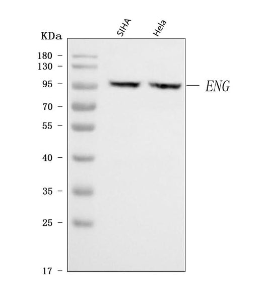 Anti-CD105/ENG Antibody Picoband® Boster Bio