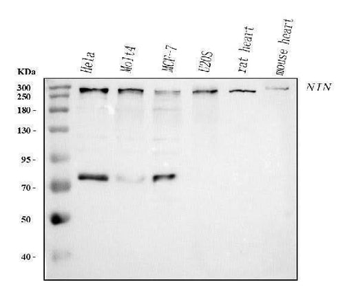 Anti-Ninein/NIN Antibody Picoband® Boster Bio
