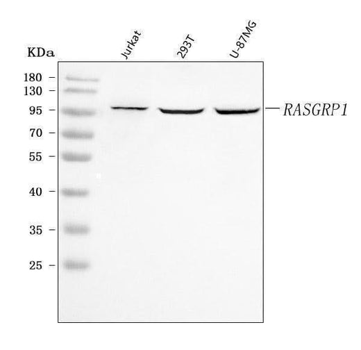 Anti-RASGRP1 Antibody Picoband® Boster Bio
