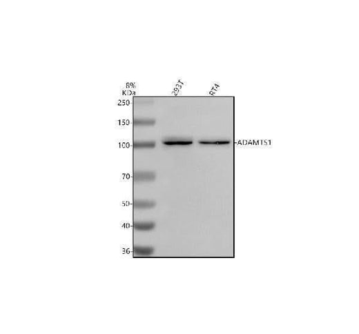 Anti-ADAMTS1 Antibody Picoband® Boster Bio