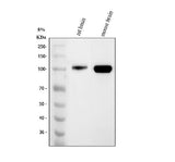 Anti-MAG Antibody Picoband® Boster Bio