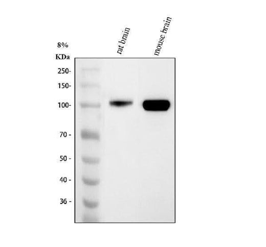 Anti-MAG Antibody Picoband® Boster Bio