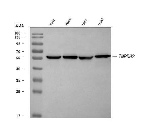 Anti-IMPDH2 Antibody Picoband® Boster Bio
