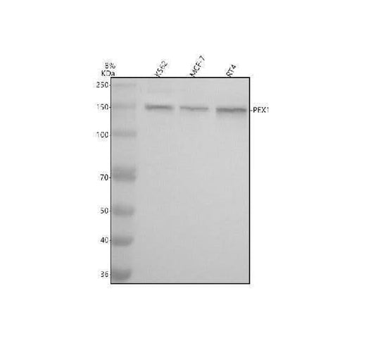 Anti-PEX1 Antibody Picoband® Boster Bio