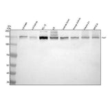 Anti-PEX1 Antibody Picoband® Boster Bio