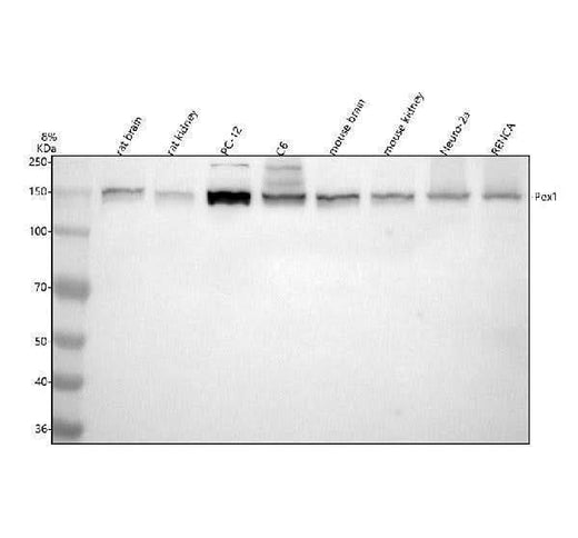 Anti-PEX1 Antibody Picoband® Boster Bio