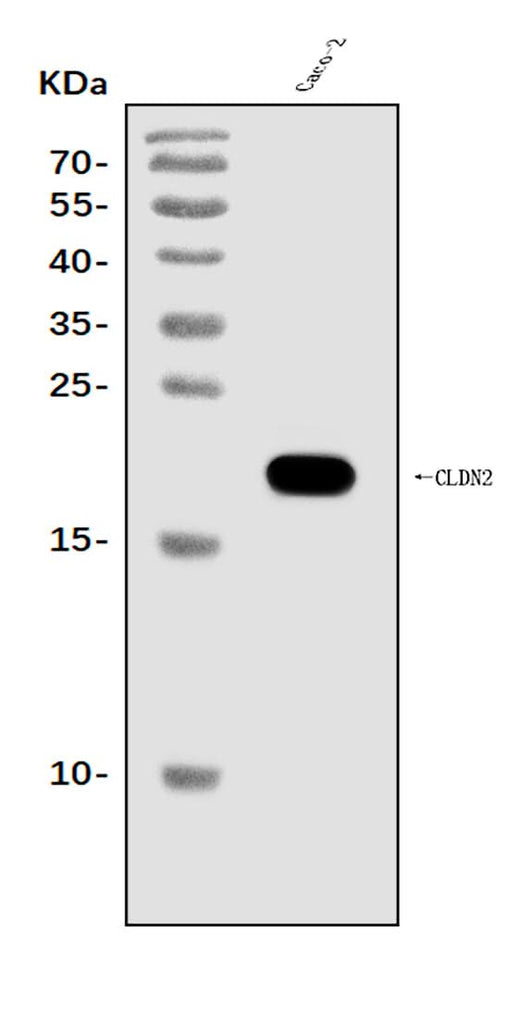 Anti-Claudin 2/CLDN2 Antibody Picoband® Boster Bio