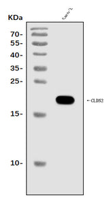 Anti-Claudin 2/CLDN2 Antibody Picoband® Boster Bio