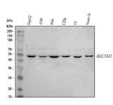 Anti-xCT/SLC7A11 Antibody Picoband® Boster Bio
