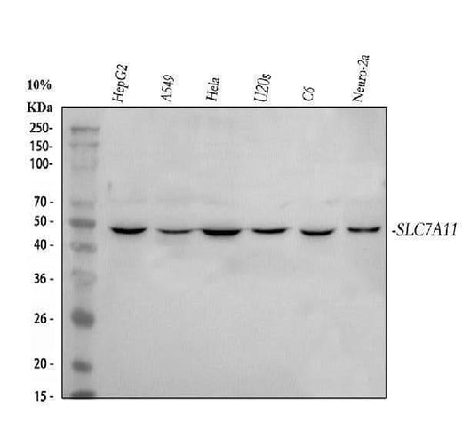 Anti-xCT/SLC7A11 Antibody Picoband® Boster Bio