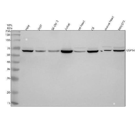 Anti-USP14 Antibody Picoband® Boster Bio