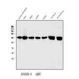 Anti-mGluR1/GRM1 Antibody Picoband® Boster Bio