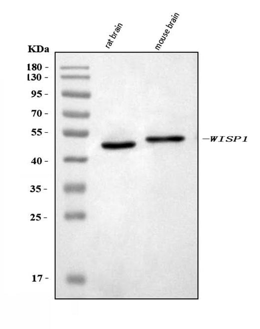 Anti-WISP-1/CCN4 Antibody Picoband® Boster Bio