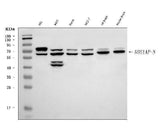 Anti-CAPON/NOS1AP Antibody Picoband® Boster Bio