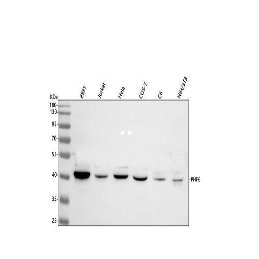 Anti-PHF6 Antibody Picoband® Boster Bio