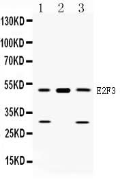 Anti-E2F3 Antibody Picoband® Boster Bio