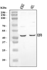 Anti-E2F3 Antibody Picoband® Boster Bio