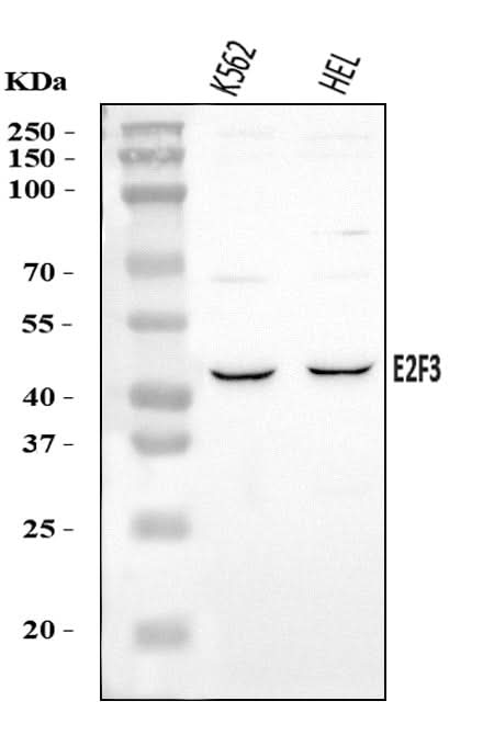 Anti-E2F3 Antibody Picoband® Boster Bio