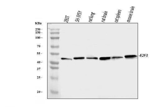 Anti-E2F3 Antibody Picoband® Boster Bio