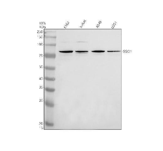 Anti-SGOL1/SGO1 Antibody Picoband® Boster Bio