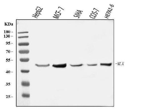 Anti-MLX Antibody Picoband® Boster Bio