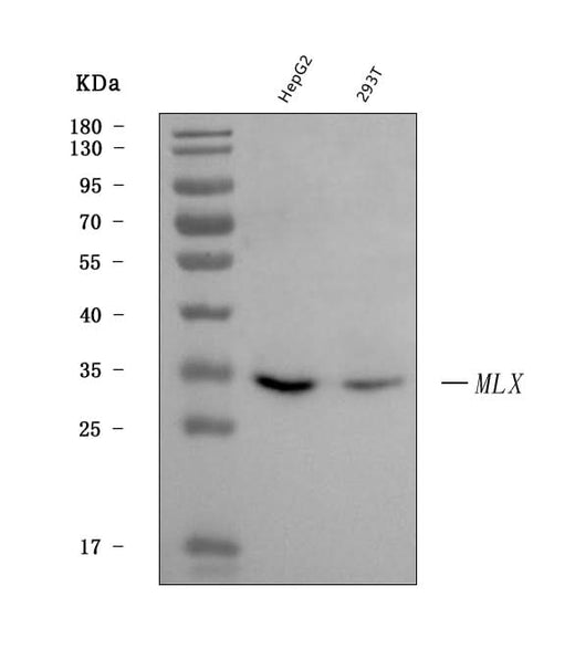 Anti-MLX Antibody Picoband® Boster Bio