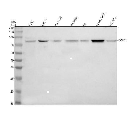 Anti-DCLK1 Antibody Picoband® Boster Bio