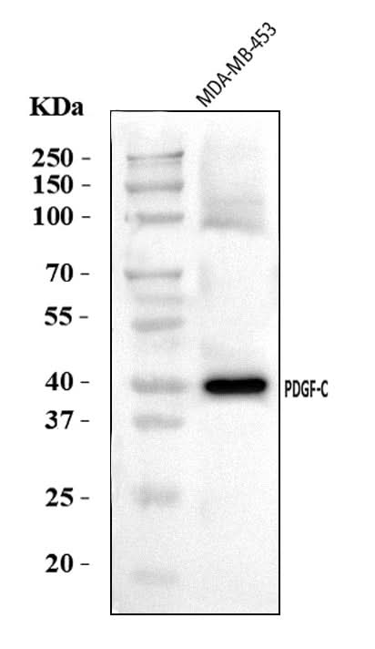Anti-PDGFC Antibody Picoband® Boster Bio