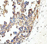 Anti-SPON1 Antibody Boster Bio