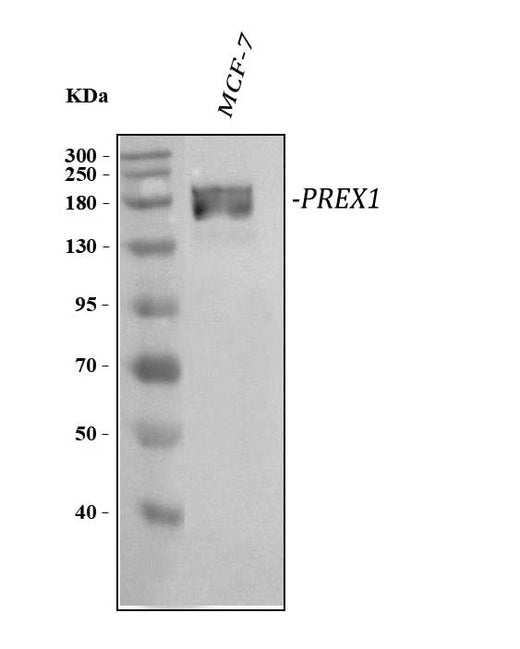 Anti-PREX1 Antibody Picoband® Boster Bio