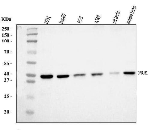 Anti-Hsp40/DNAJB1 Antibody Picoband® Boster Bio