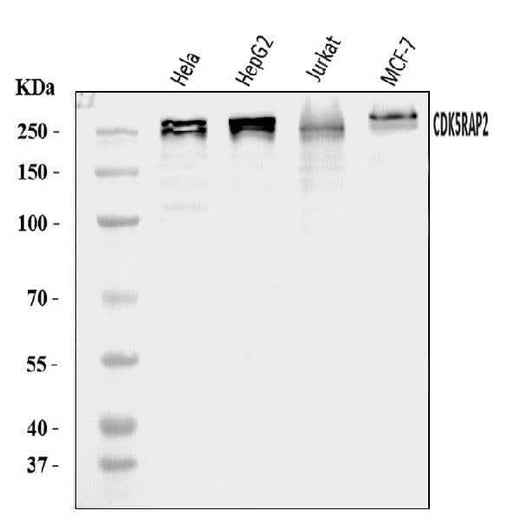Anti-CDK5RAP2 Antibody Picoband® Boster Bio
